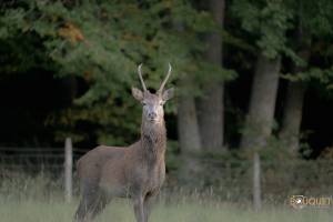 Guillain BOUQUET - GUILLAIN BOUQUET